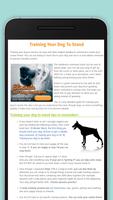 Poster Training Your Dog To Stand