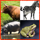 Guess Animals