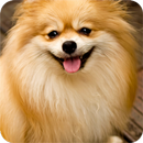 Dog Image Collection APK