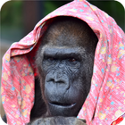 Gorilla Image Collection icône