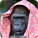 Gorilla Image Collection APK