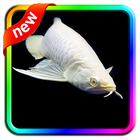 Arowana Fish Live HD Wallpaper icône