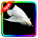 Arowana Fish Live HD Wallpaper APK