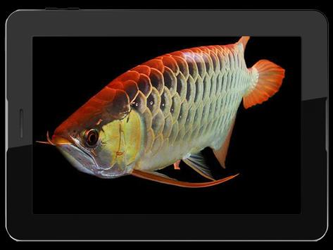 Arowana Fish Live HD Wallpaper for Android - APK Download