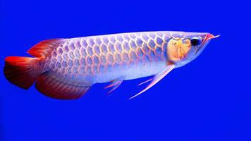 Arowana Fish Live HD Wallpaper 포스터