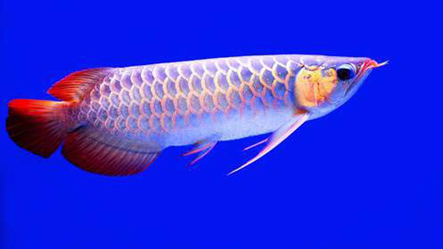 Arowana Fish Live HD Wallpaper for Android - APK Download