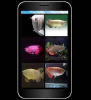 Arowana Fish Live HD Wallpaper syot layar 1