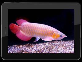 Arowana Fish Live HD Wallpaper ảnh chụp màn hình 2