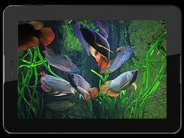 Arowana Fish Live HD Wallpaper ảnh chụp màn hình 3