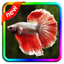 Betta Fish Live Wallpaper aplikacja