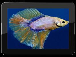 Betta Fish Live Wallpaper Screenshot 3