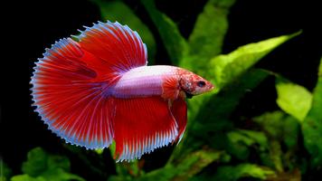 Betta Fish Live Wallpaper پوسٹر