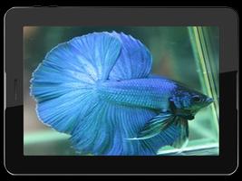 Betta Fish Live Wallpaper اسکرین شاٹ 2