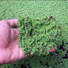 Azolla - KVK Mehsana-icoon