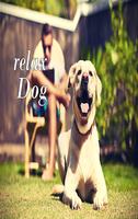 Relax Dog imagem de tela 2