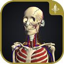 3D motion anatomy teamLabBody APK