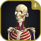 3D motion anatomy teamLabBody icon