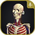 3D運動解剖学 teamLabBody icono