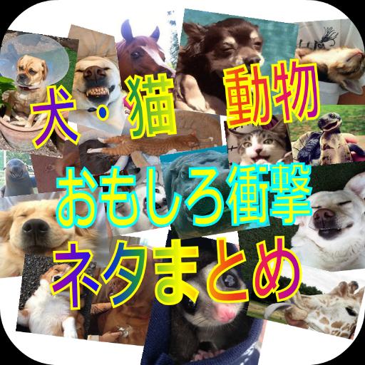 犬 猫 動物衝撃おもしろネタまとめ For Android Apk Download