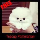 Teacup Pomeranian icône