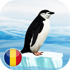 Pinguini 圖標