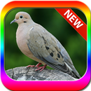 Suara burung tekukur APK