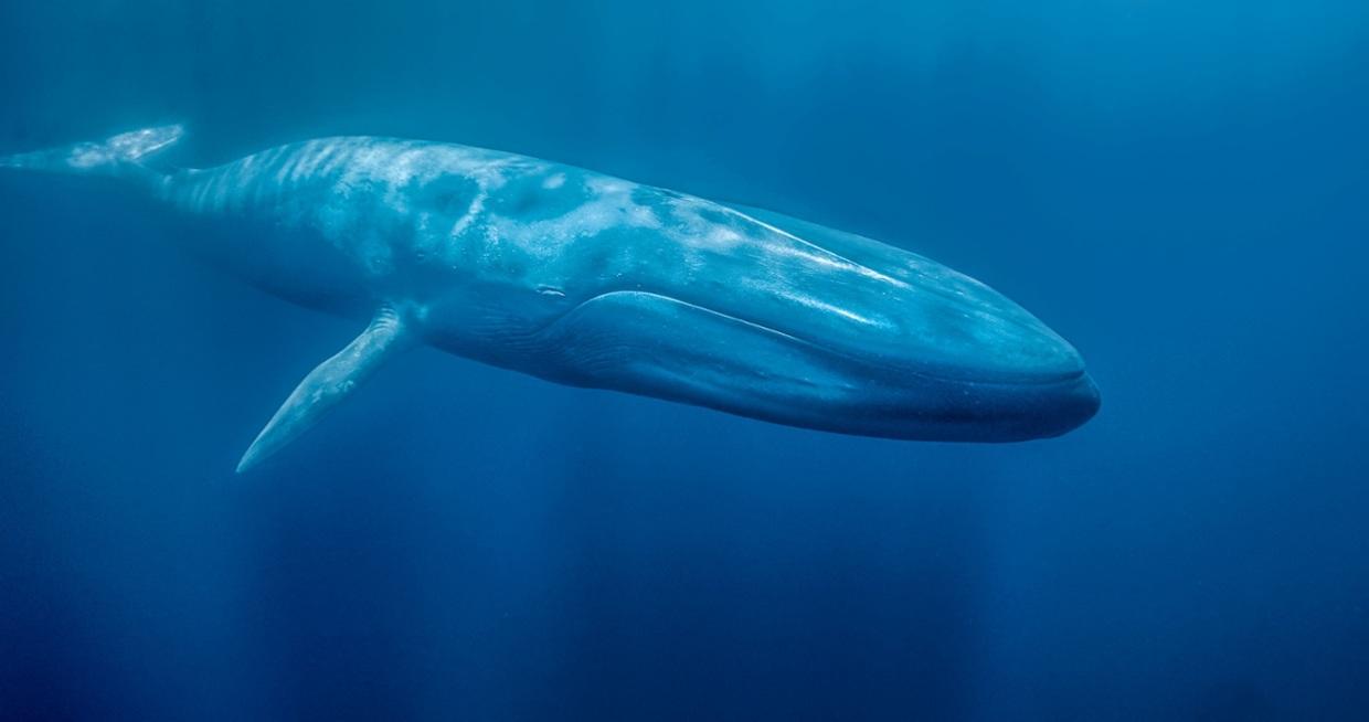 바다 이야기 고래