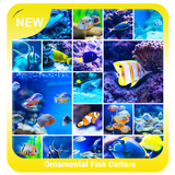 Ornamental Fish Culture ไอคอน