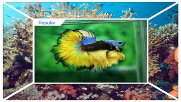 برنامه‌نما Ornamental Fish Culture عکس از صفحه