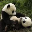 Смазливая Panda