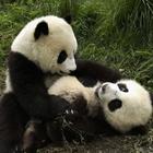 Cute Panda আইকন