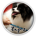 Tips For Dog Grooming-icoon