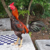Budidaya Ayam Bangkok icône