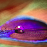 Feather Water Effect LWP icon