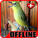 Terapi Pleci Macet Bunyi - Burung Pleci  Offline-APK