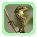 Terapi Burung Manyar APK