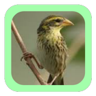 Terapi Burung Manyar icon
