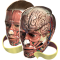 Evolutionary Anatomy