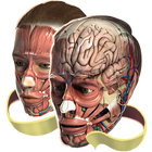 Evolutionary Anatomy-icoon