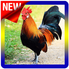 Rooster and Chicken Sounds New ícone