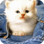 Cute Cat Puzzles