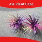 Air Plant Care icône