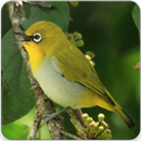 Oriental White Eye Bird Sound : White Eye Singing APK