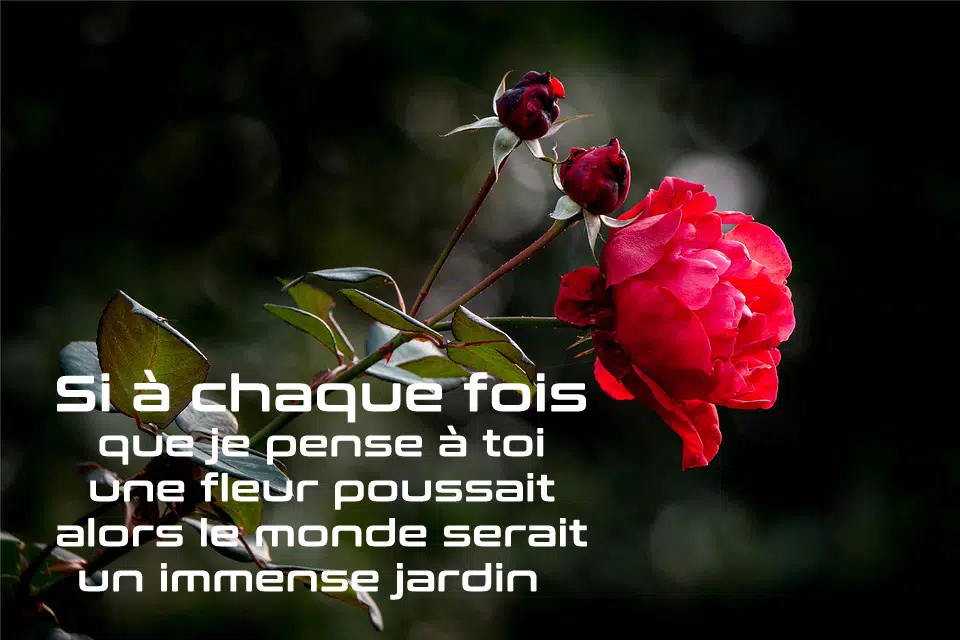 Citation D Amour For Android Apk Download