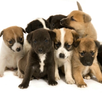 Cute Puppy Pictures APK
