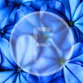 Flowers v4 Xperia Theme