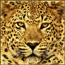 Gepard Live Wallpaper APK