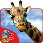 Giraffe Africa Launcher Theme icône