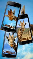 Giraffe Africa Launcher Theme Affiche