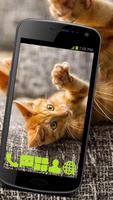 Rufous Kitty GO Launcher Theme الملصق